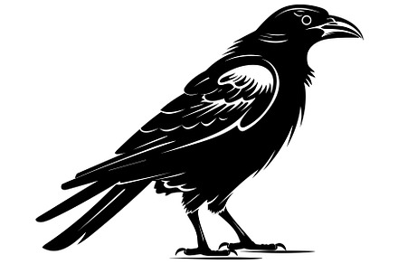 Raven Black and White, an Illustration by Malchev