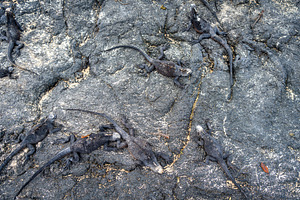 Marine Iguanas Resting on Lava Rocks in Galapagos, a Photo by GoodGoods