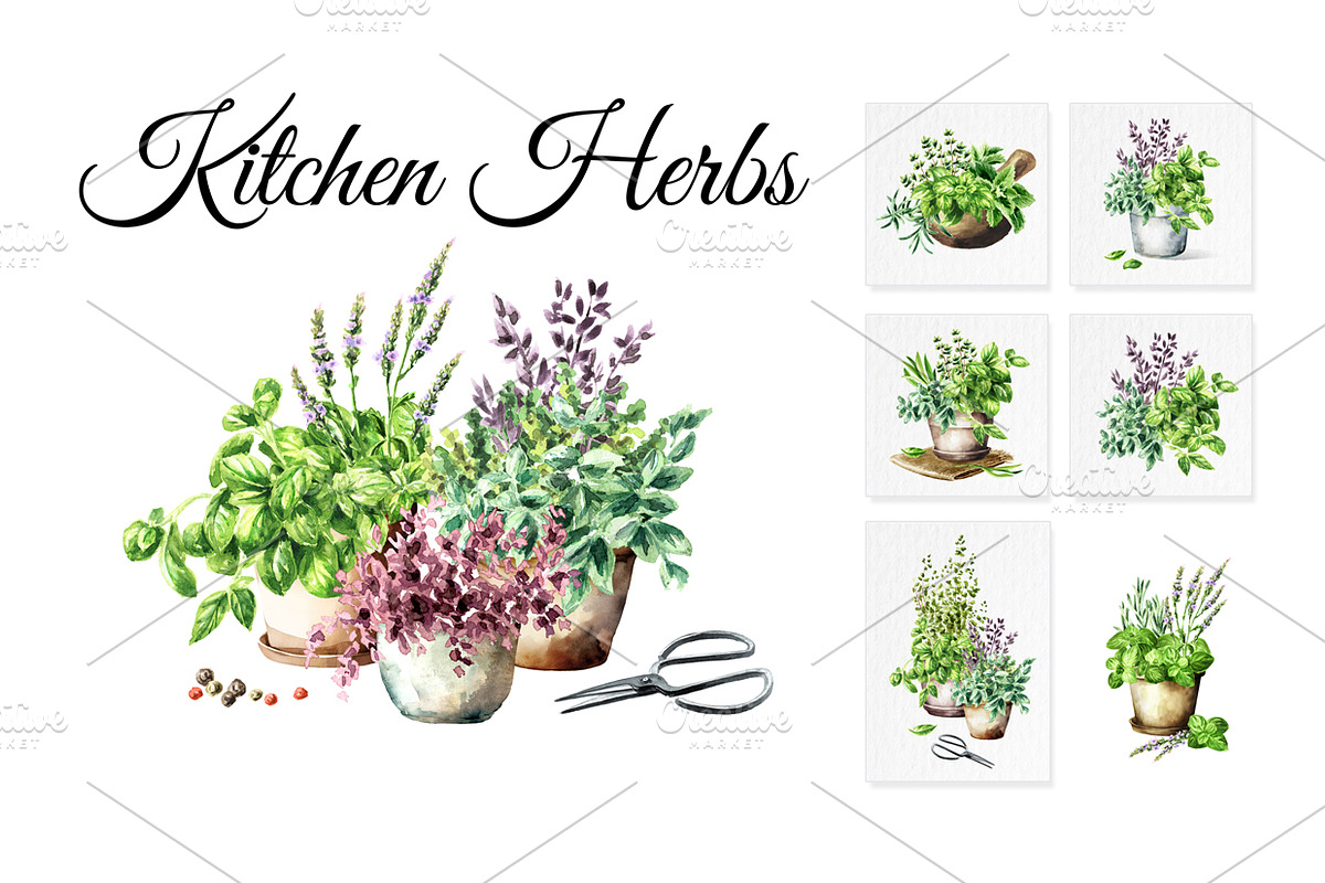 Kitchen Herbs. Watercolor collection, a Healthcare Illustration by Daria Ustiugova (Photo 1 of 9)