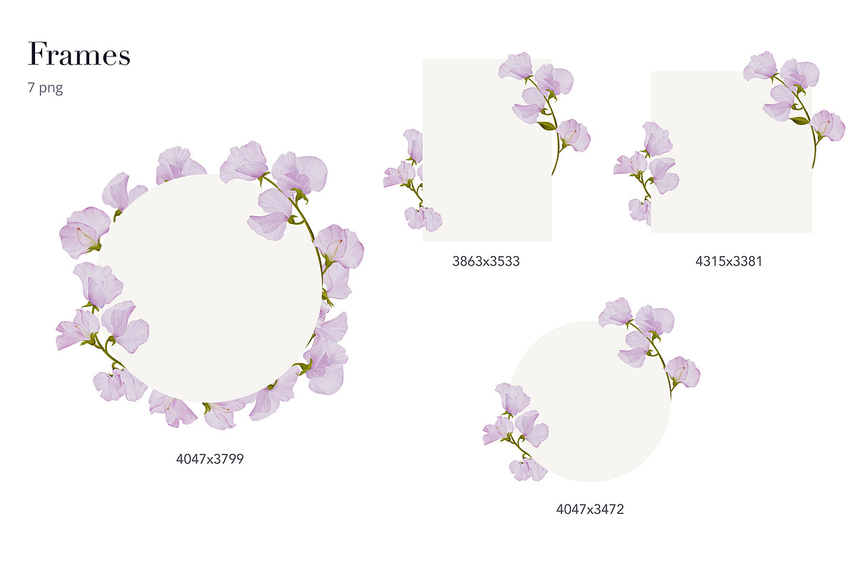 30% Off - Sweet Pea Watercolor, an Object Graphic by bloomscape (Photo 5 of 13)