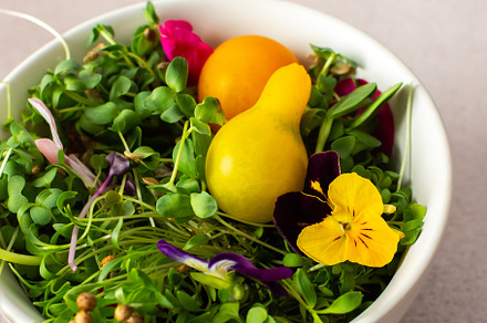 Bowl with healthy microgreens, a Food & Drink Photo by Pandateam