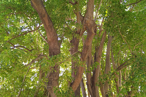 Large old tree providing shade in park, a Nature Photo by DanFLCreativo