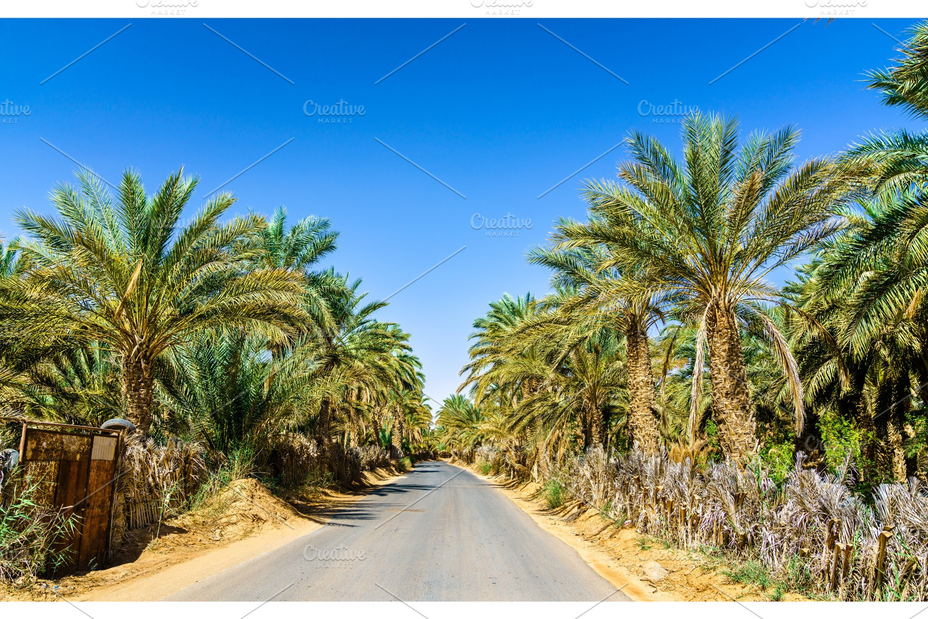 Road in oasis at tamacine algeria stock photo containing oasis and africa, a Nature Photo by Leonid Andronov
