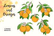 Lemons and Oranges, a Food Illustration by Imaginasty (Thumbnail 4 of 5)