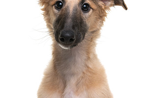 Portrait of a cute silken windsprite, a Photo by Elles Rijsdijk