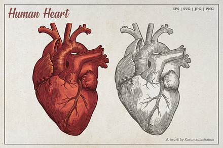 Vintage Human Heart Illustration, an Education Illustration by Kusumaillustration
