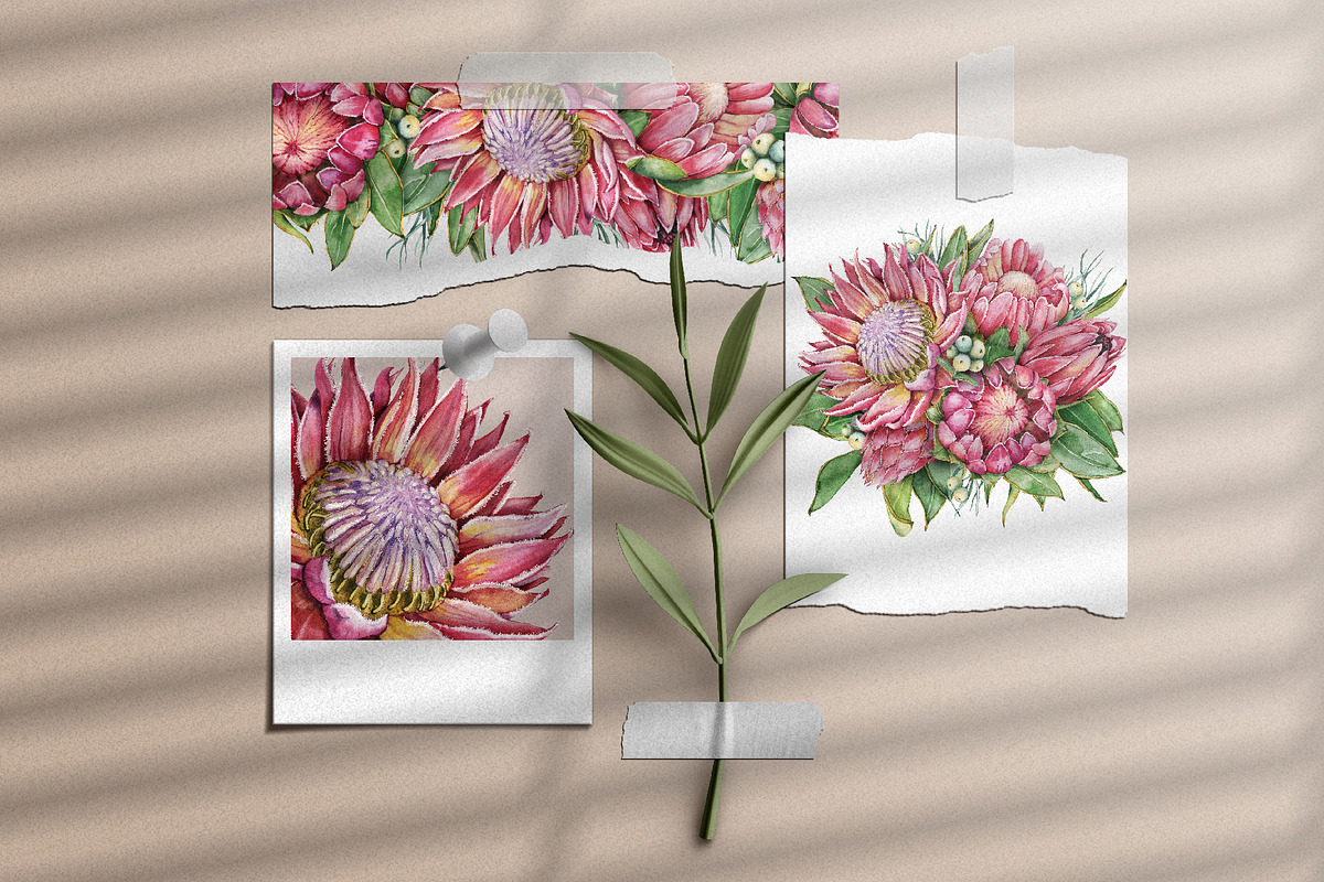 Watercolor protea flower set, an Illustration by Artmanata (Photo 9 of 18)