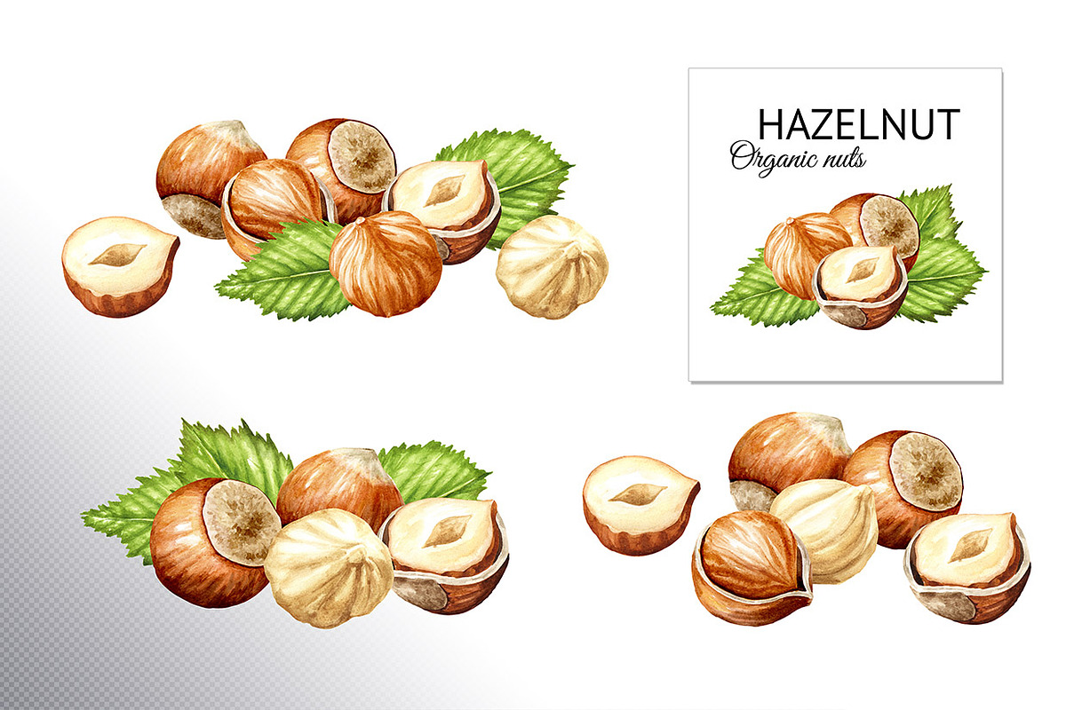 Huzelnuts. Watercolor collection, a Food Illustration by Daria Ustiugova (Photo 8 of 23)