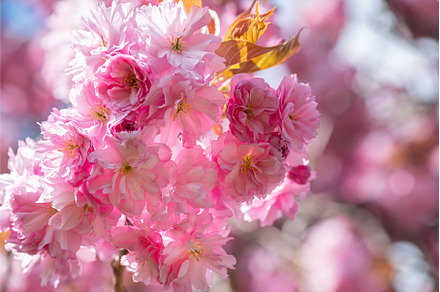 Sakura flowers, cherry blossom, a Nature Photo by MAnuta