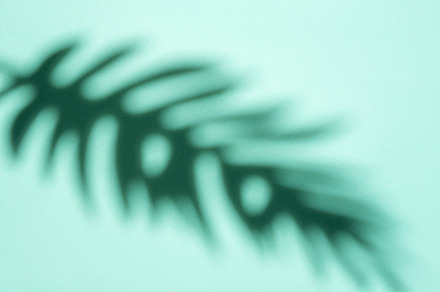 Shadows from palm leaves, a Nature Photo by Olena Rudo