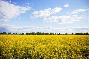 Beautiful agricultural scenery of, a Nature Photo by Pakosta