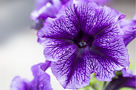 violet flower, a Nature Photo by BazziBa♥