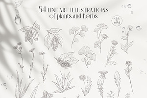 PLANTS & HERBS Illustrations Set