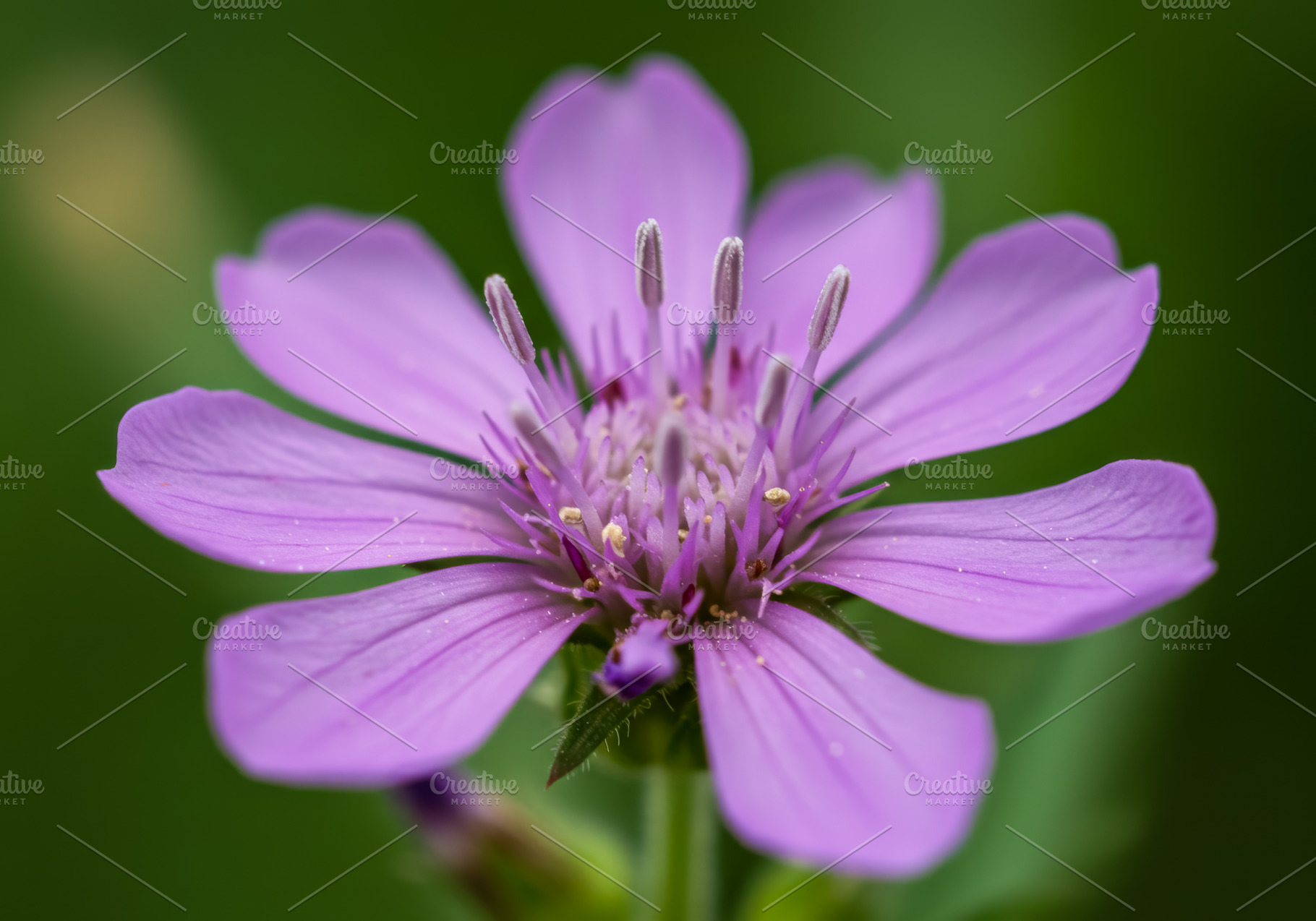 Close-up of a purple wildflower with, a Nature Photo by professorinc