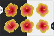 Hibiscus Flower isolated, an Object Graphic by pixelworkz (Thumbnail 3 of 4)
