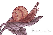 PHYSALIS GARDEN — Botanical Patterns, a Decorative Illustration by Liiafis (Thumbnail 11 of 17)