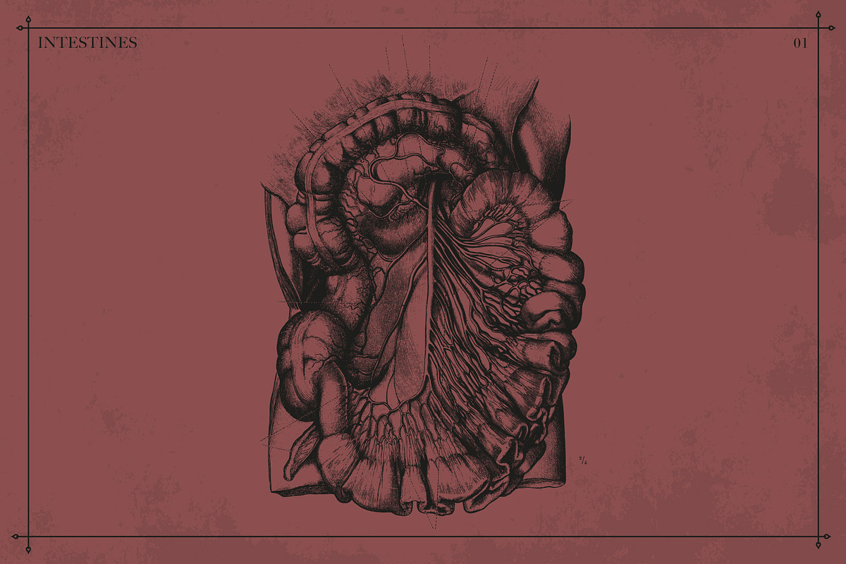 100+ Vintage Anatomy Vectors, a Healthcare Illustration by Shizzle Stock (Photo 12 of 20)