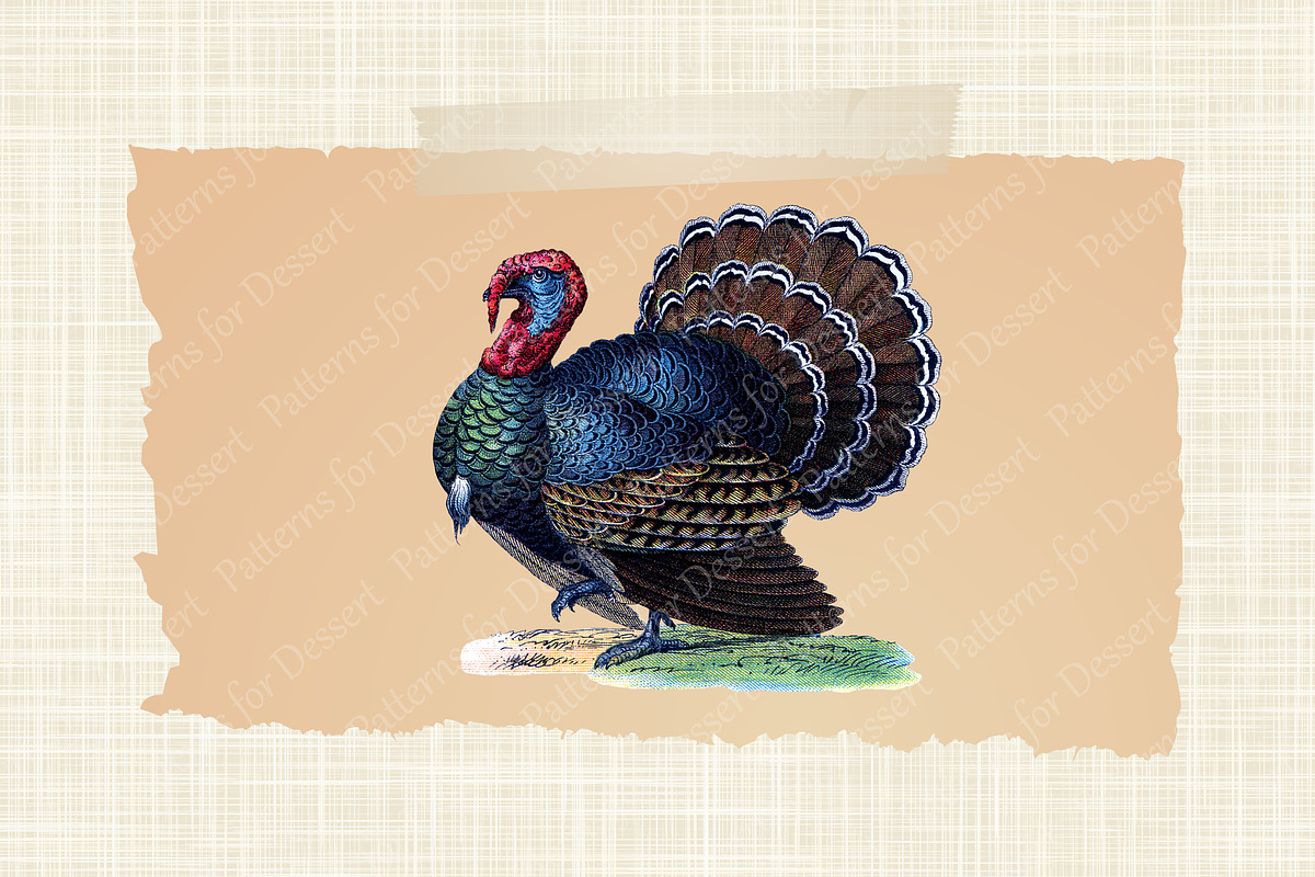 Vintage Thanksgiving Turkey Clip Art, an Animal Illustration by ...