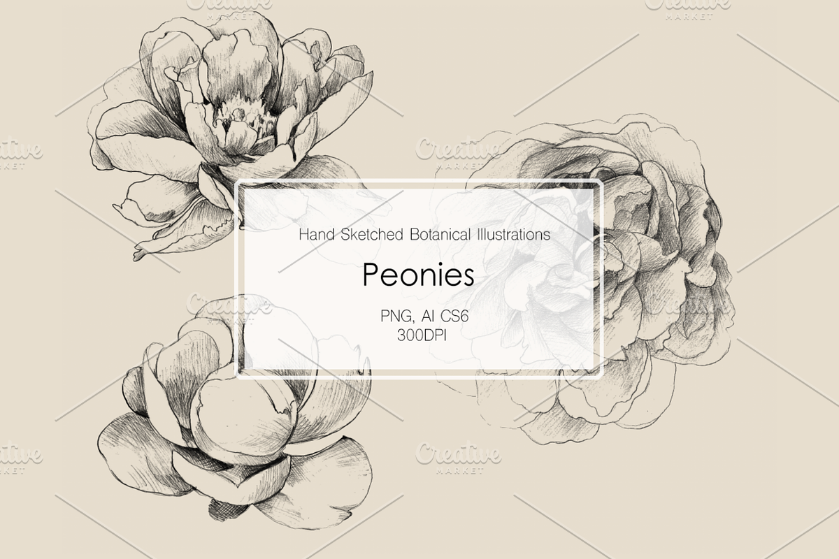 Hand Sketched Peonies, an Object Graphic by VictoriaKStudio (Photo 1 of 9)