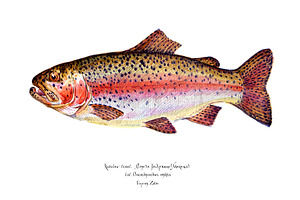 Rainbow Trout, Watercolor.