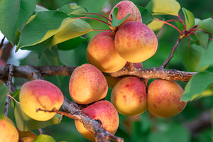 Ripe apricots on the orchard tree, a Photo by Volff
