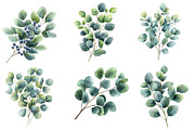Watercolor Eucalyptus Clipart, an Illustration by Designworld (Thumbnail 5 of 6)