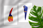 Tropical jungle parrot birds set, an Animal Illustration by Good Studio (Thumbnail 4 of 5)