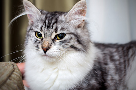Grey cat stock photo containing cat and portrait, an Animal Photo by UltraShop