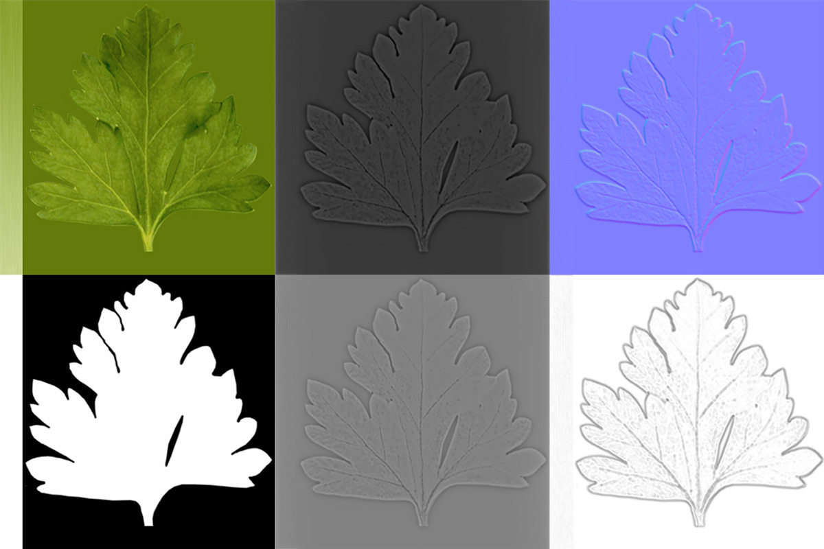 Celery, an Environmental 3D Model by AndrewWhite (Photo 8 of 9)