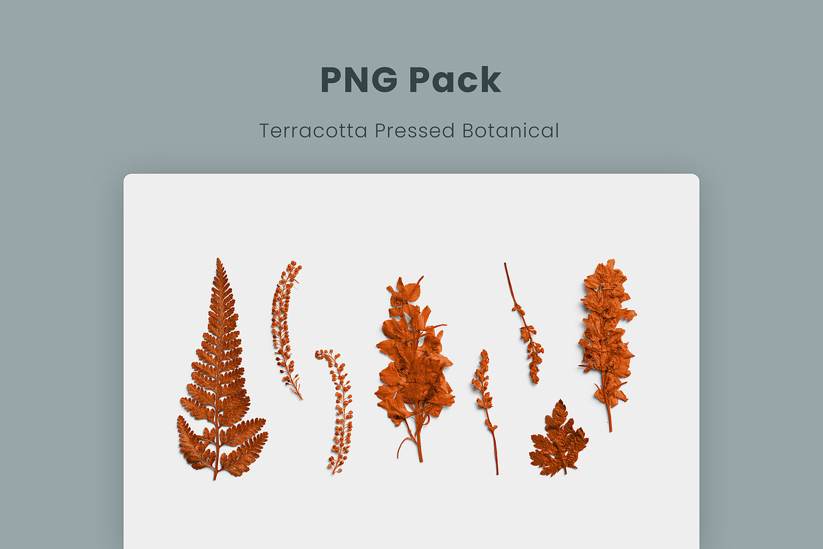 Terracotta Pressed Botanical PNG, an Object Graphic by Custom Scene