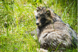 Cute fluffy raccoon dog sitting in, an Animal Photo by COLORFUL