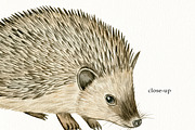 Watercolor Forest Animals Clipart, a Graphic by svetodesign (Thumbnail 8 of 12)