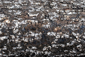 A close-up image of a texture tree, a Background Photo by Schreibikus
