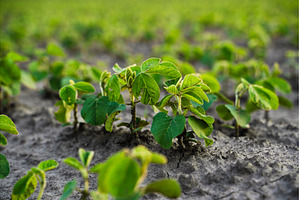 Close view of young soybean plants, an Industrial Photo by volodymyrshtun13795