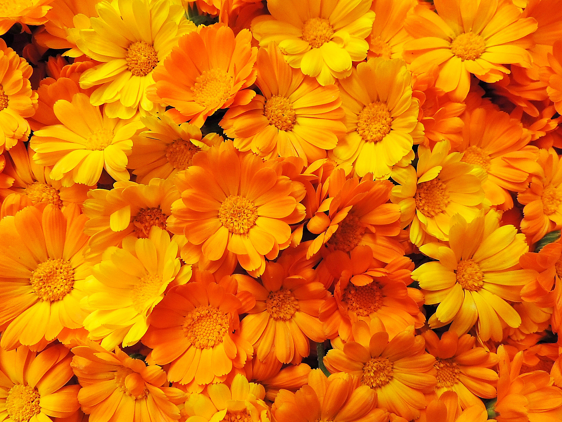 Fresh calendula marigold flowers., an Abstract Photo by OksanaAn
