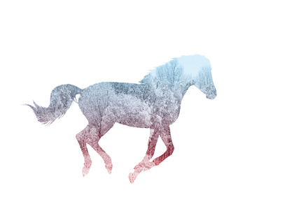 running horse silhouette, double, an Animal Photo by Pakosta