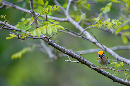 Common firecrest singing on a branch., an Animal Photo by CreativePhotoSpain