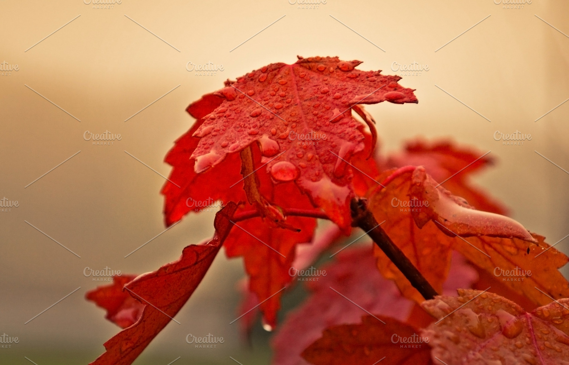 Red Autumn Leaves in Fog, a Nature Photo by Vanilla Extinction