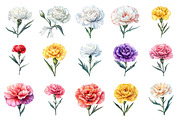 Watercolor Carnation Flower Clipart, an Illustration by Daily.Designs (Thumbnail 3 of 3)