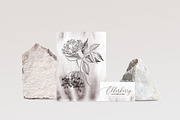 Medicinal plants collection, a Healthcare Illustration by handsketched (Thumbnail 5 of 9)