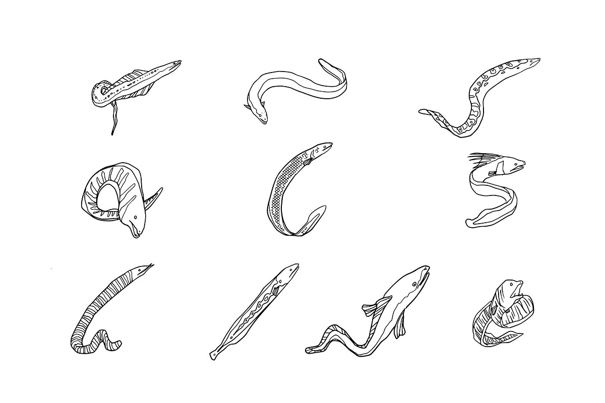 Breeds Eel Handdrawn Vol 2, an Animal Illustration by SLAB! Design (Photo 3 of 3)