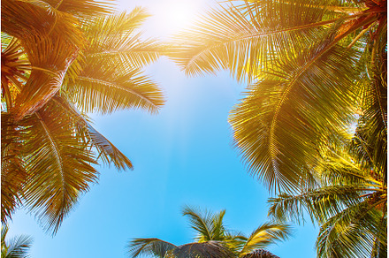 Tropical Background with palm, a Nature Photo by Nature and travel