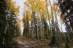 Fall hiking trail