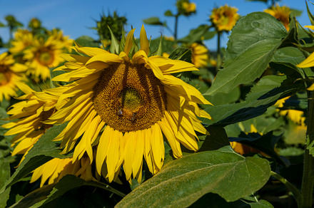 Beautiful blooming yellow sunflowers in the summer, a Photo by MyPhotos