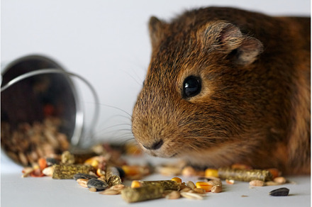 Guinea Pig Enjoying its Food Pellets