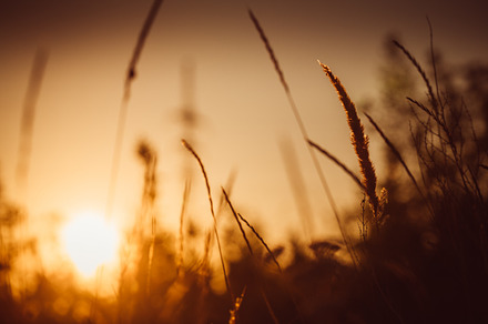 Grass and field on sunset background stock photo containing sunset and field