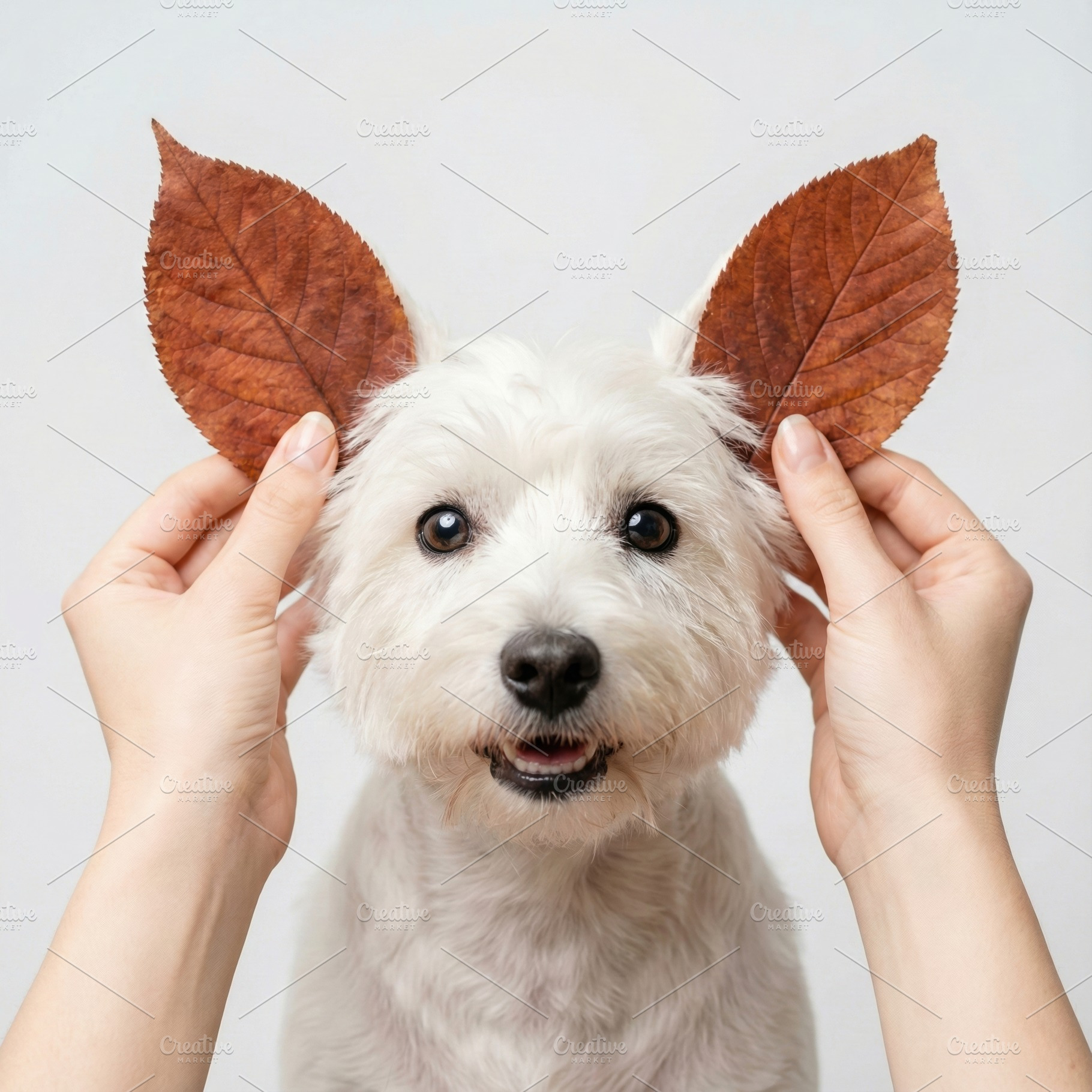 Cute Westie Dog with Autumn Leaves, an Animal Photo by Virgo Studio