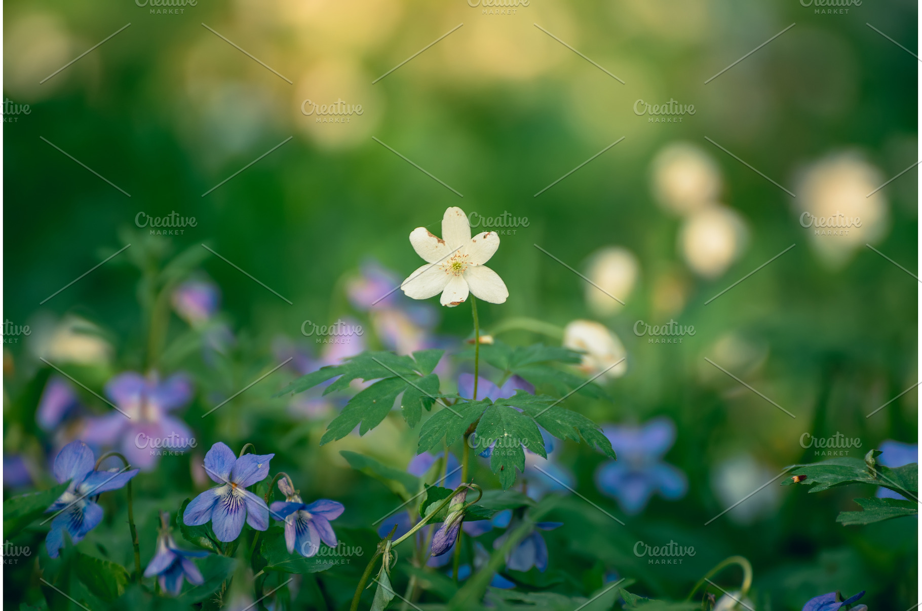 Viola reichenbachiana and white, a Nature Photo by Nature and travel