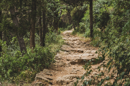 Stone Paved Path in the Pine Woods, a Nature Photo by Andriana Syvanych