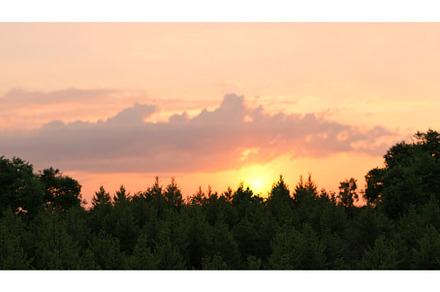 Pine tree forest at sunset, a Nature Photo by adamadam